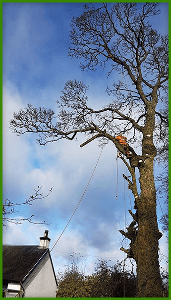 Trustworthy Tree Surgeons in Lanarkshire and Glasgow